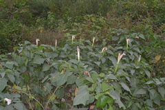 Datura stramonium